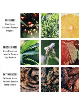 Perfume Pacific Cannabis Baxter of California 100 ml