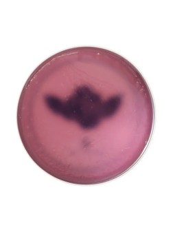 Brosh x Tgp Design Pomade 115g