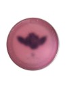 Pomada x Tgp Design Brosh 115gr
